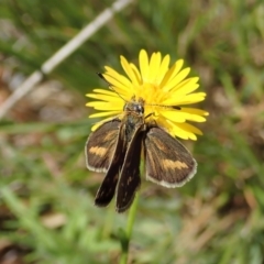 Taractrocera papyria at Cook, ACT - 31 Oct 2021