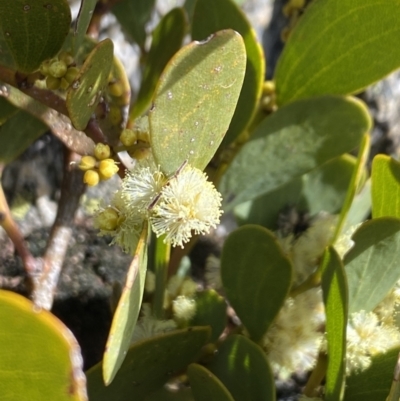 Acacia alpina (Alpine Wattle) at Geehi, NSW - 30 Oct 2021 by Jubeyjubes