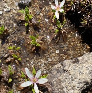 Psychrophila introloba at Geehi, NSW - 30 Oct 2021