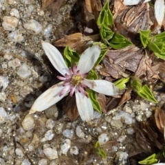 Psychrophila introloba at Geehi, NSW - 30 Oct 2021