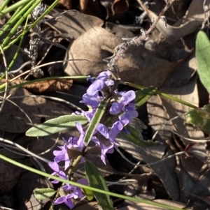 Hovea heterophylla at Aranda, ACT - 22 Aug 2021