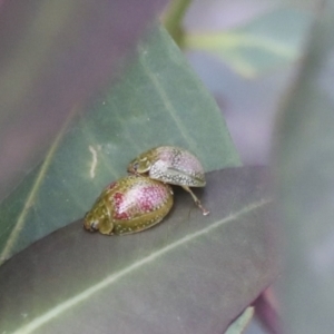 Paropsisterna fastidiosa at Hawker, ACT - 30 Oct 2021