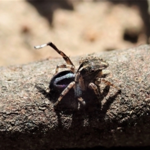 Maratus chrysomelas at Molonglo Valley, ACT - 30 Oct 2021