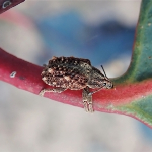 Oxyops fasciculatus at Molonglo Valley, ACT - 30 Oct 2021 04:28 PM