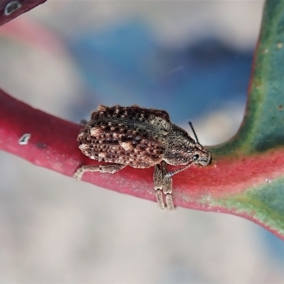 Oxyops fasciculatus (A weevil) at Molonglo Valley, ACT - 30 Oct 2021 by CathB