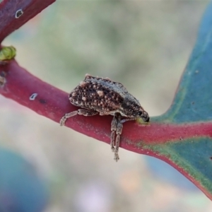 Oxyops fasciculatus at Molonglo Valley, ACT - 30 Oct 2021 04:28 PM