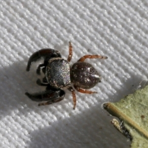 Simaethula sp. (genus) at Higgins, ACT - 30 Oct 2021