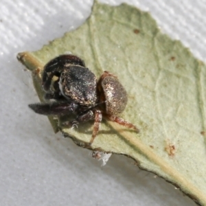 Simaethula sp. (genus) at Higgins, ACT - 30 Oct 2021