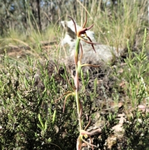 Lyperanthus suaveolens at Aranda, ACT - suppressed