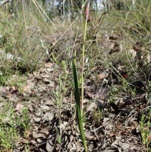 Lyperanthus suaveolens at Aranda, ACT - suppressed