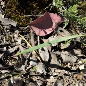 Lyperanthus suaveolens at Aranda, ACT - suppressed