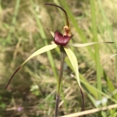 Caladenia montana (Mountain Spider Orchid) at suppressed - 3 Nov 2021 by Sarah2019