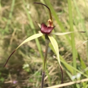 Caladenia montana at Booth, ACT - 3 Nov 2021