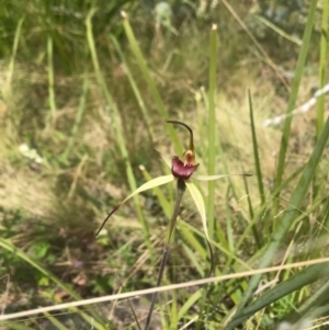 Caladenia montana at Booth, ACT - suppressed