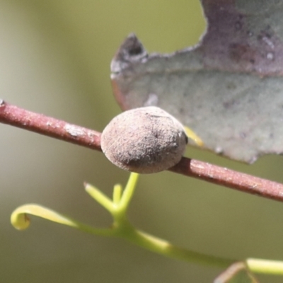 Trachymela sp. (genus) (Brown button beetle) at The Pinnacle - 30 Oct 2021 by AlisonMilton