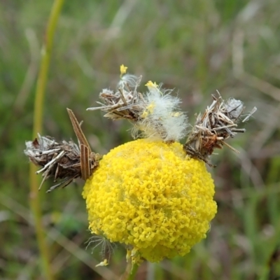 Heliocosma (genus - immature) (A tortrix or leafroller moth) at Mount Painter - 22 Oct 2021 by CathB