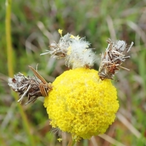 Heliocosma (genus - immature) at Mount Painter - 22 Oct 2021