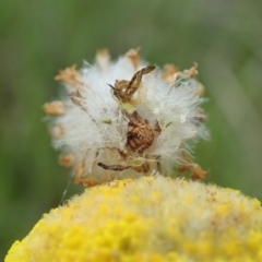 Heliocosma (genus - immature) at Mount Painter - 22 Oct 2021