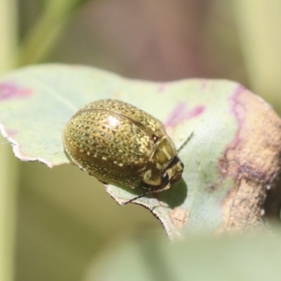 Paropsisterna cloelia (Eucalyptus variegated beetle) at Hawker, ACT - 30 Oct 2021 by AlisonMilton