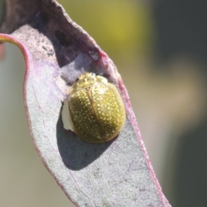 Paropsisterna cloelia at Hawker, ACT - 30 Oct 2021