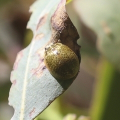 Paropsisterna cloelia at Hawker, ACT - 30 Oct 2021