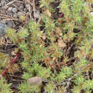 Crassula sieberiana at Monash, ACT - 3 Nov 2021