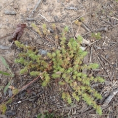 Crassula sieberiana at Monash, ACT - 3 Nov 2021