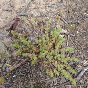 Crassula sieberiana at Monash, ACT - 3 Nov 2021