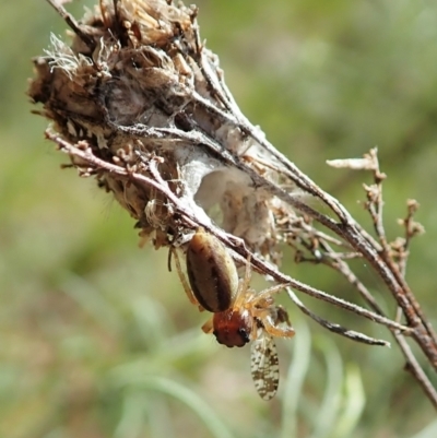 Opisthoncus sp. (genus) (Opisthoncus jumping spider) at Cook, ACT - 24 Oct 2021 by CathB