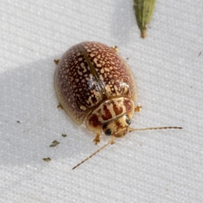 Paropsisterna decolorata (A Eucalyptus leaf beetle) at Hawker, ACT - 30 Oct 2021 by AlisonMilton