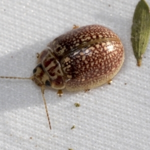 Paropsisterna decolorata at Hawker, ACT - 30 Oct 2021