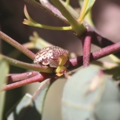 Paropsisterna decolorata at Hawker, ACT - 30 Oct 2021