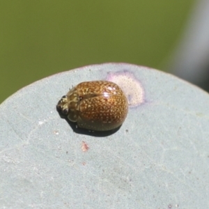 Paropsisterna decolorata at Hawker, ACT - 30 Oct 2021 11:30 AM