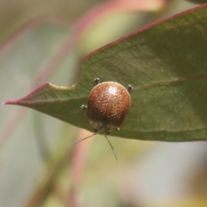 Paropsisterna decolorata at Hawker, ACT - 30 Oct 2021 11:30 AM