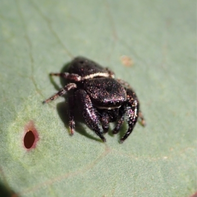 Simaethula sp. (genus) (A jumping spider) at Cook, ACT - 31 Oct 2021 by CathB