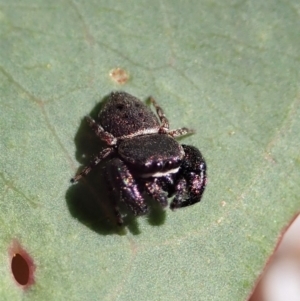 Simaethula sp. (genus) at Cook, ACT - 31 Oct 2021 03:58 PM