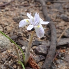 Moraea setifolia (Thread Iris) at Monash Grassland - 3 Nov 2021 by JanetRussell