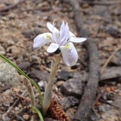 Moraea setifolia (Thread Iris) at Monash, ACT - 3 Nov 2021 by JanetRussell