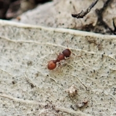 Meranoplus sp. (genus) (Shield Ant) at Bango, NSW - 2 Nov 2021 by CathB
