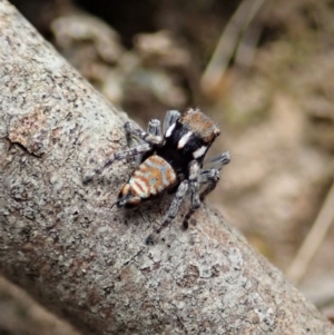 Maratus plumosus at Bango, NSW - 2 Nov 2021