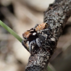 Maratus plumosus at Bango, NSW - 2 Nov 2021