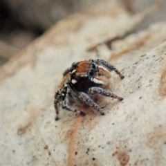 Maratus plumosus at Bango, NSW - 2 Nov 2021