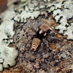 Maratus plumosus at Bango, NSW - 2 Nov 2021