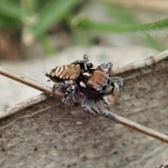 Maratus plumosus at Bango, NSW - 2 Nov 2021