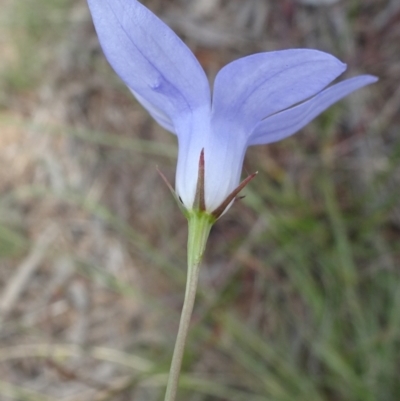 Wahlenbergia capillaris (Tufted Bluebell) at Monash, ACT - 3 Nov 2021 by JanetRussell