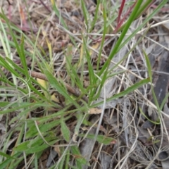 Wahlenbergia capillaris at Monash, ACT - 3 Nov 2021 12:44 PM