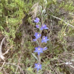 Thelymitra sp. (nuda complex) (Sun Orchid) at Coree, ACT - 4 Nov 2021 by Tyson