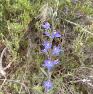 Thelymitra sp. (nuda complex) at Coree, ACT - 4 Nov 2021