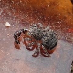 Maratus vespertilio (Bat-like peacock spider) at Bango, NSW - 2 Nov 2021 by CathB