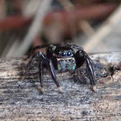 Jotus auripes (Jumping spider) at Bango Nature Reserve - 2 Nov 2021 by CathB